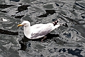 Solvmage 1